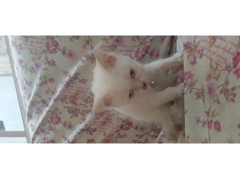 British erkek cins kedi 2 aylık