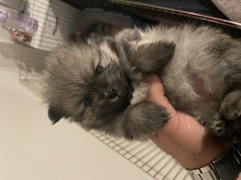 Pomeranian boo teddy bear ücretli sahiplendirilecektir