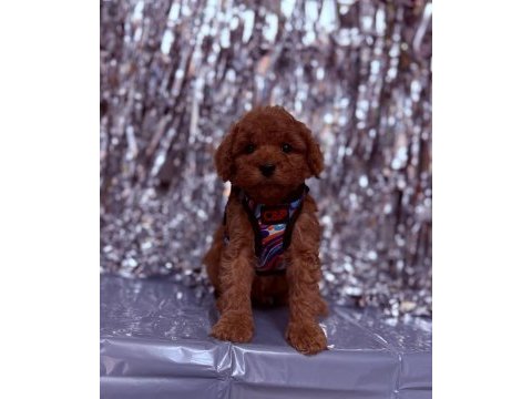 Safkan toy poodle bebekler