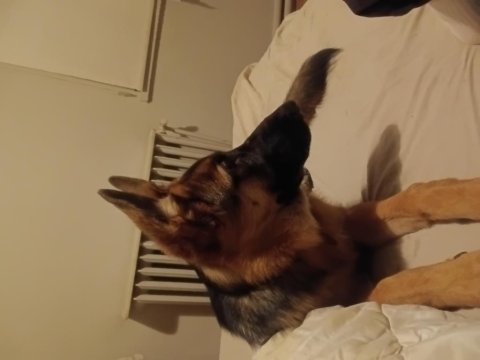 Alman çoban köpeği 5 aylık dişi