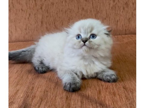 Scottish fold longhair lynx point kızım