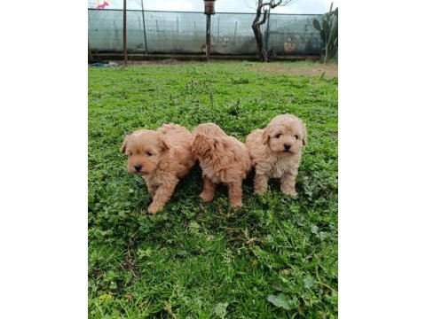 Maltipoo bebekler