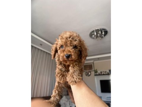Güzel toy poodle yavrularımız yeni yuvasını arıyor
