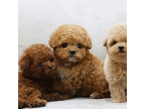 Poodle starımız sizlerle