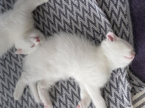 Scottish fold 1 erkek ve 1 dişi yavru