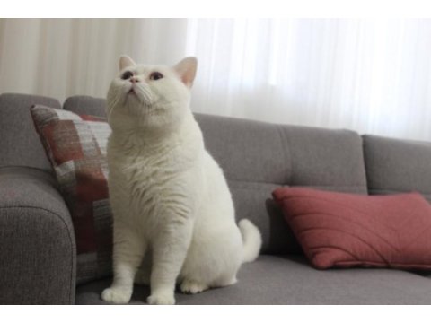 Safkan british shorthair yavru