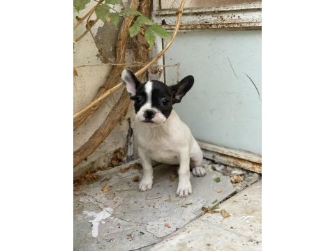 Konya içi elden teslim french bulldog yavrular