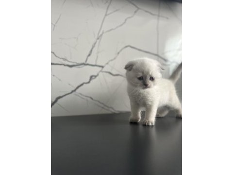 İstanbul beylikdüzü 2 aylık scottish fold yavrularımız