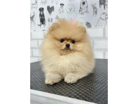 Safkan orjinal ayı surat pomeranian boo yavrular