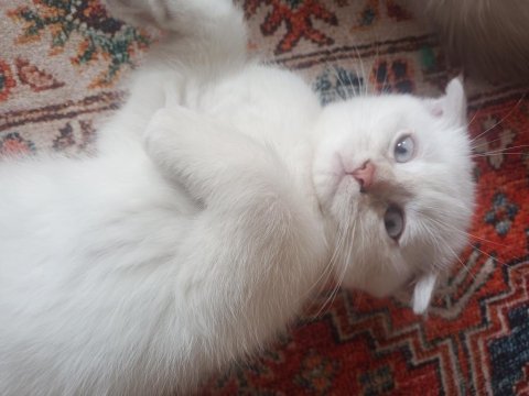 Scottish fold ömürlük yuvasını arıyor