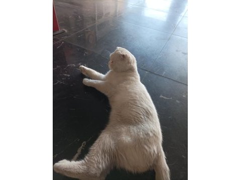 Acil sahiplendirme scottish fold