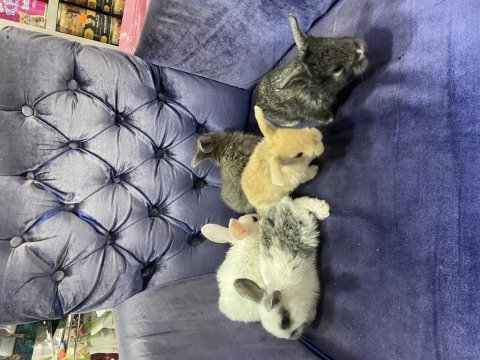 Cüce kırması rengarenk tavşan yavruları