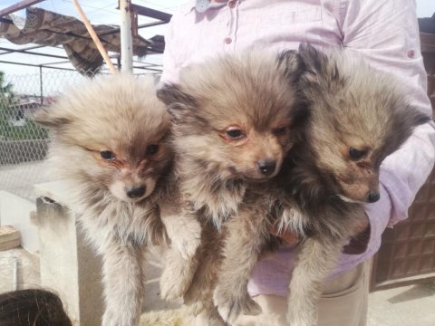 Pomeranian spitz