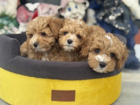 Ankaranın en güzel kore maltipoo yavruları