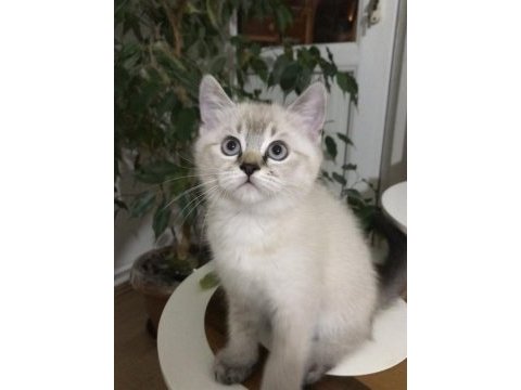 Sevimli ve oyuncu scottish fold blue point erkek 2.5 aylık