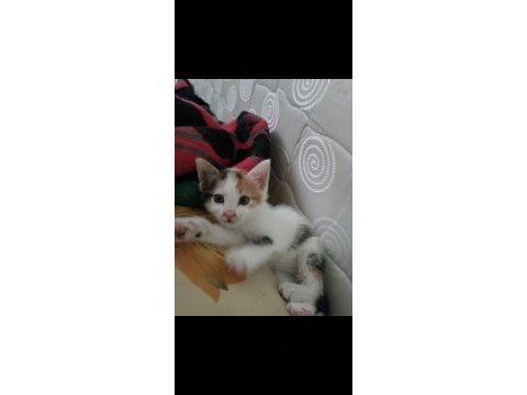 48 günlük dişi kedi