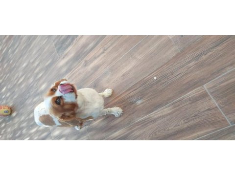 Cavalier king charles kızımız 3 yaşında