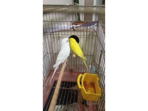 Albino takım muhabbet kuşlar