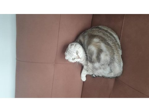 Scottish fold ücretsiz kedimiz