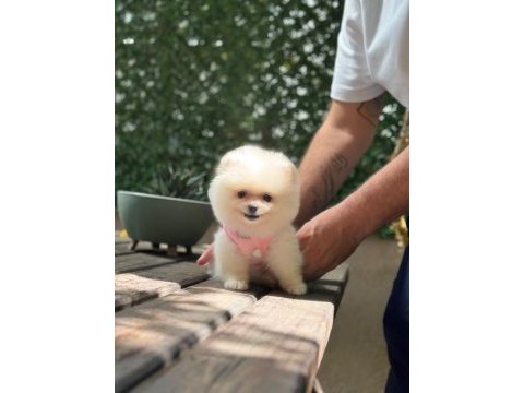Pomeranian boo 3 aylık