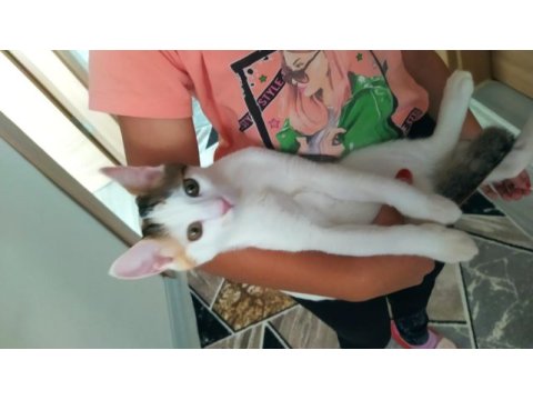 Yavru kedi