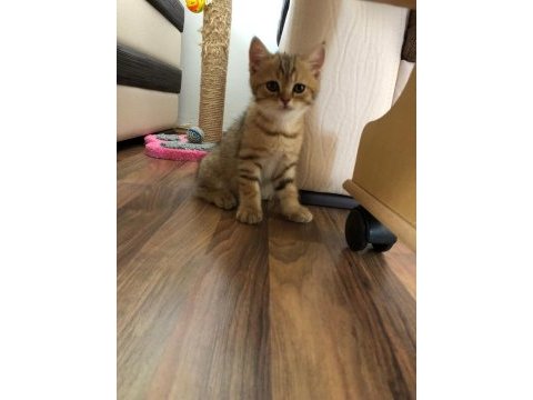 Anne baba british shorthair