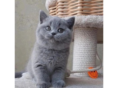 British shorthair yavruları