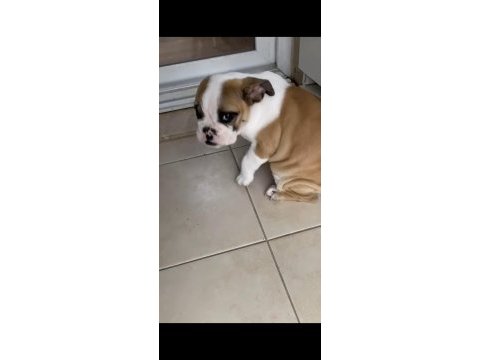 English bulldog yavrular izmir