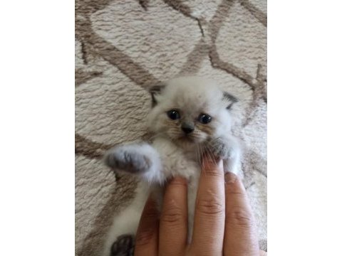 Scottish fold yavru
