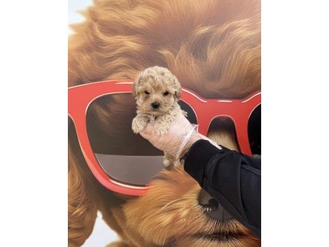 Irk garantili maltipoo yavrularımız