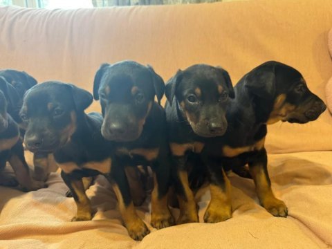 Irk garantili doberman bebeklerimiz mevcut