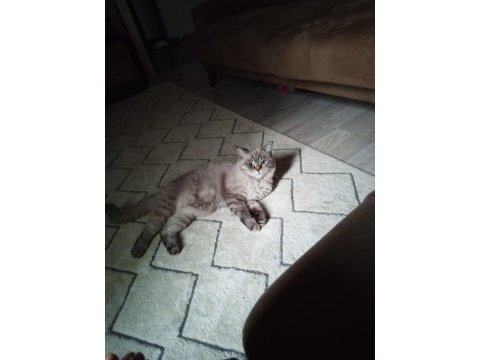 Sevgi yumağı küçük ayıcık british shorthair