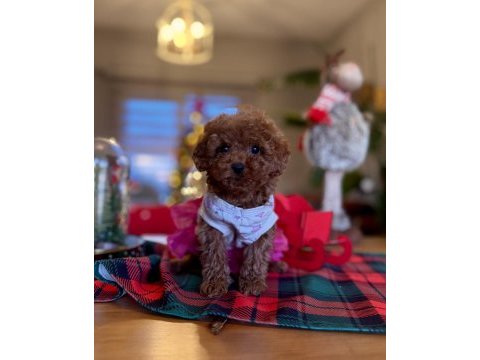 Toy poodle red brown kore yavrularımız