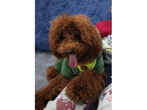 Toy poodle 8 aylık
