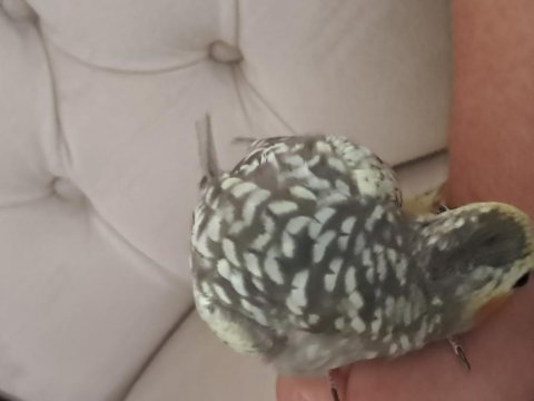 Yavru sultan papağanı bebeler