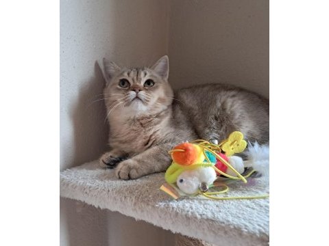 British shorthair golden dişi