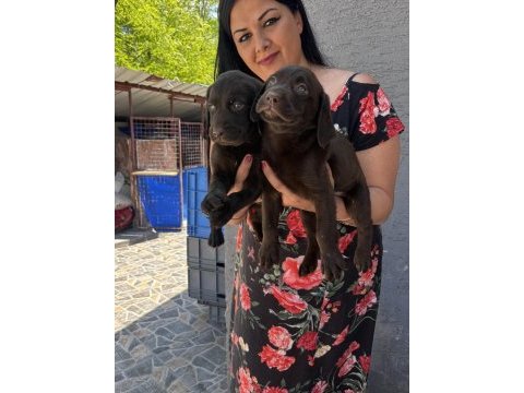 Çikolata labrador yavrularım