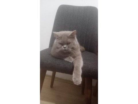 Sahiplenme british shorthair kediler