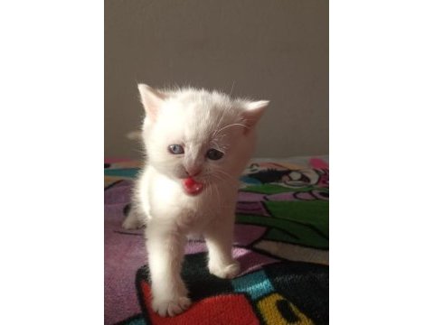 Son beyaz ayı surat british shorthair bebeğimiz