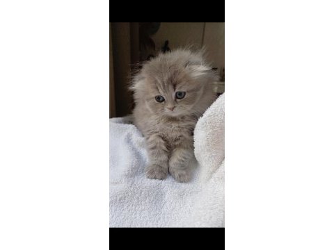 Anne altından british longhair bebekler