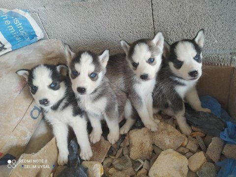 5 adet husky yavru verilecektir 4 erkek ve 1 tane dişi