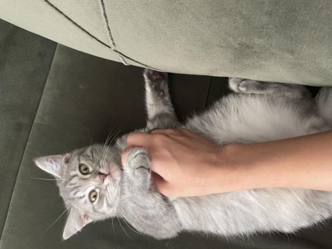 British shorthair oğluma yuva arıyoruz