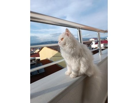 British longhair kedisi sahiplendirme