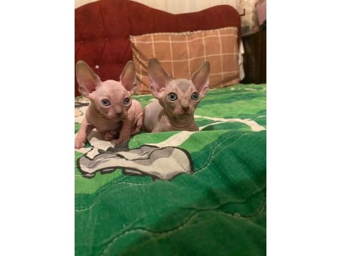 Sfenks kedisi bebeklerimiz