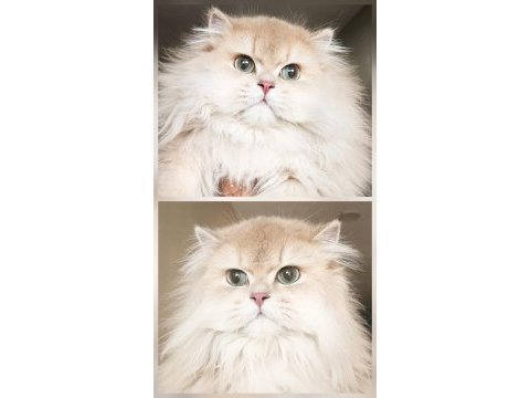 Şampiyon efsane soy british longhair