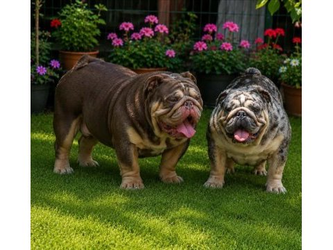 Üst düzey şecereli ingiliz bulldog yavrular