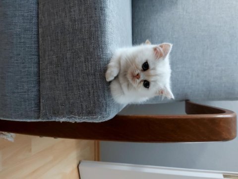 British shorthair silver erkek