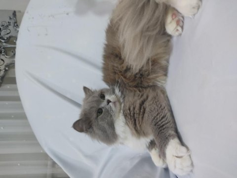 Full secereli bicolor british longhair prensesi