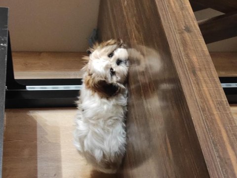 Shih tzu 2 aylık