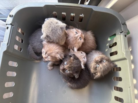 British shorthair sağlıklı 6 yavru